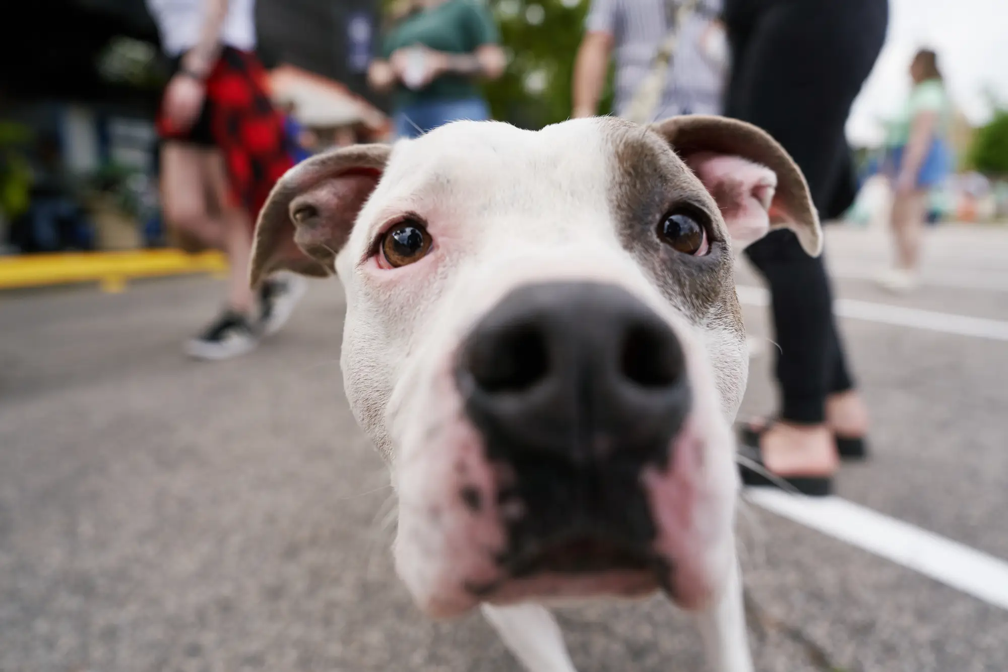 dog looking into camera lens