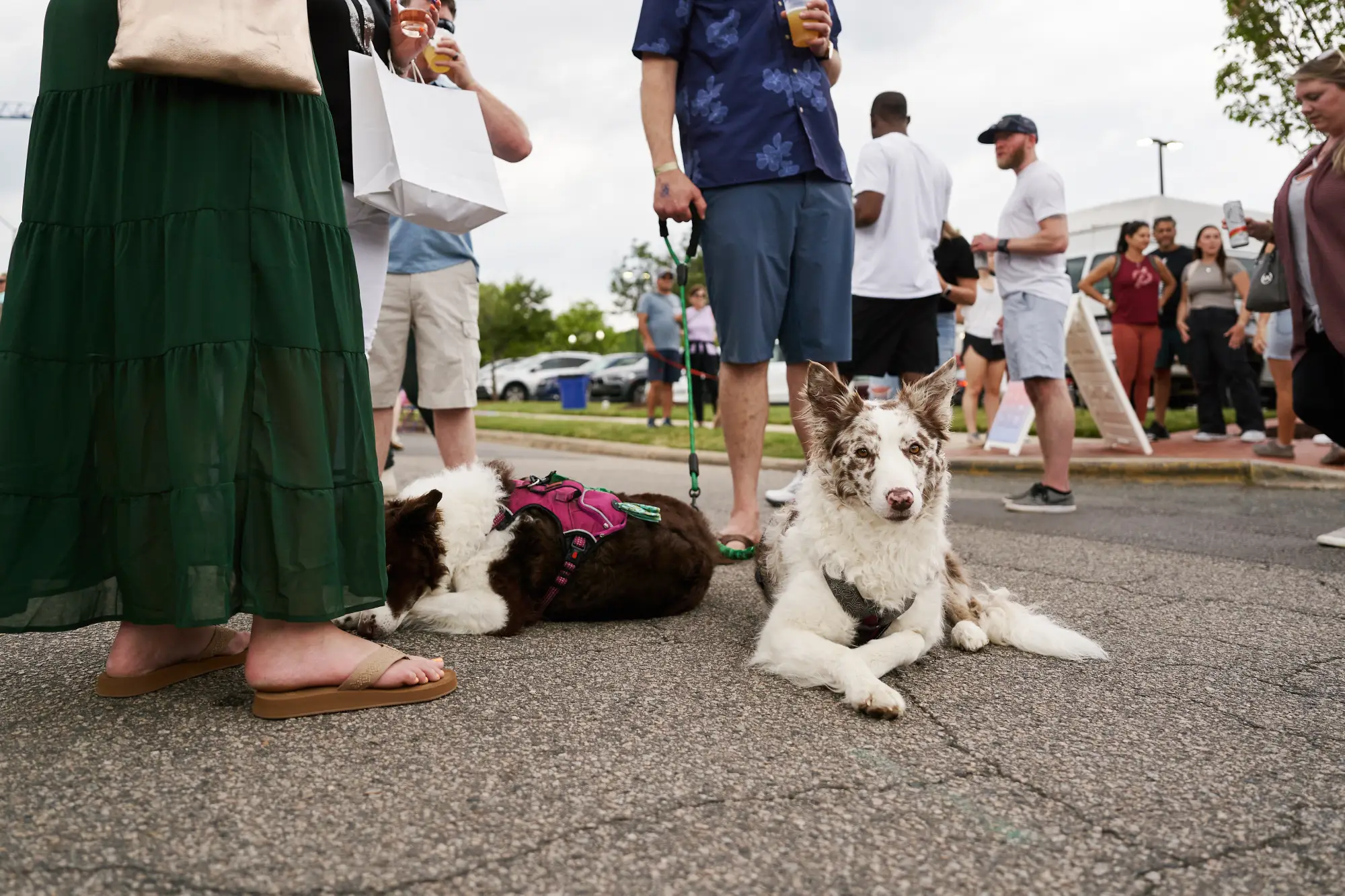 Dogs resting at Village District 75th Anniversary